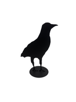 Jack Willoughby Crow Series -  - Rolled Steel - House of Himwitsa Art Gallery