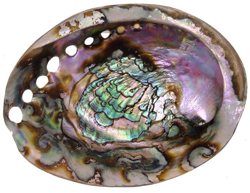Abalone Large Polished - Abalone Large Polished -  - House of Himwitsa Native Art Gallery and Gifts