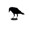 Jack Willoughby Crow Series -  - Rolled Steel - House of Himwitsa Art Gallery