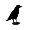 Jack Willoughby Crow Series -  - Rolled Steel - House of Himwitsa Art Gallery