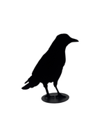 Jack Willoughby Crow Series -  - Rolled Steel - House of Himwitsa Art Gallery