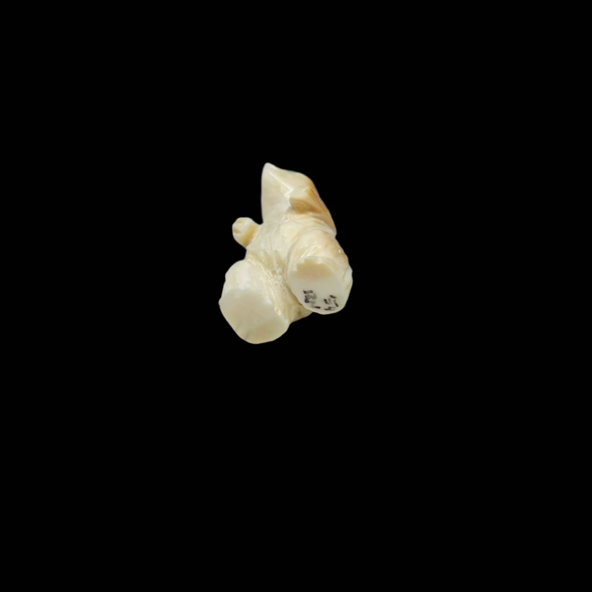 Bear carving out of Bone -  -  - House of Himwitsa Art Gallery