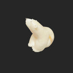 Walrus Ivory Hand Carved Sitting Polar Bear - House Of Himwitsa -  - House of Himwitsa Art Gallery